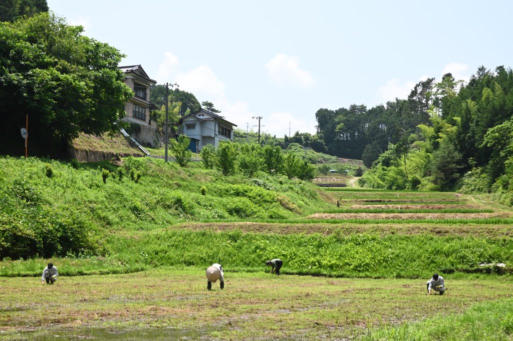 初めての田植え