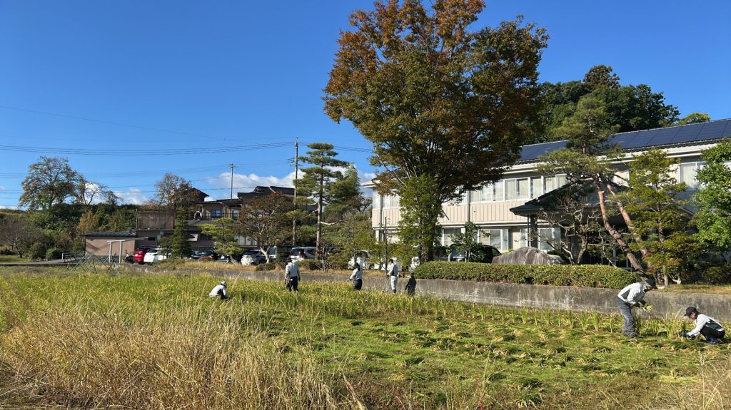 みんなで稲刈り