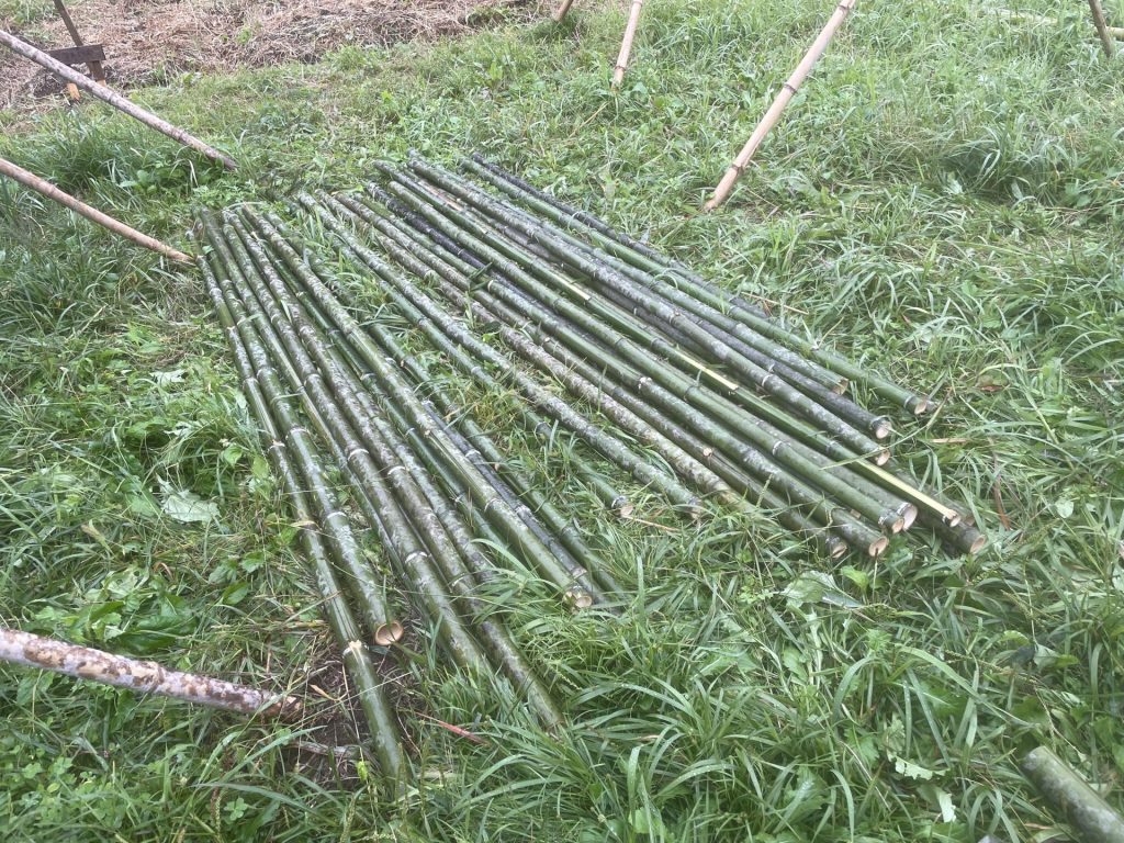 稲刈りに向けて