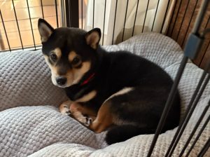 小笠原村測量記その15「休日」