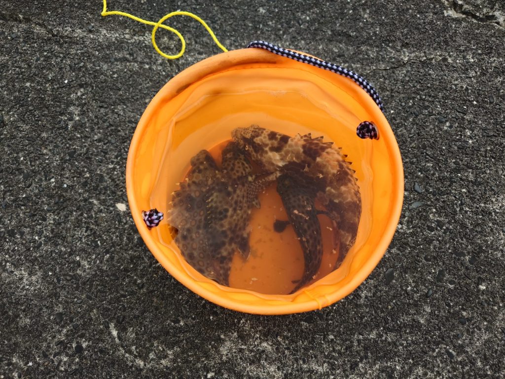 小笠原測量記その8「母島の休日」